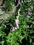 Digitalis purpurea (Blätter), Roter Fingerhut, Färbepflanze, Färberpflanze, Pflanzenfarben,  färben, Klostergarten Seligenstadt